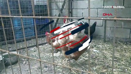 Şaşırtan iddia... Maydanozla beslediği tavuk desenli yumurta yumurtladı!