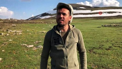 Yellibel Yaylası’nda görüntülenen yılkı atları belgesellik görüntüler ortaya çıkardı