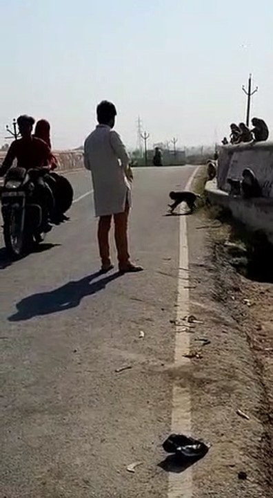भूखे असहाय जानवरों को भोजन की व्यवस्था युवाओं द्वारा