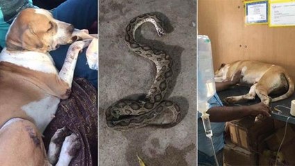 "தாரா"..மதுரையை மிரள வைத்த வாயில்லா ஜீவன்!!