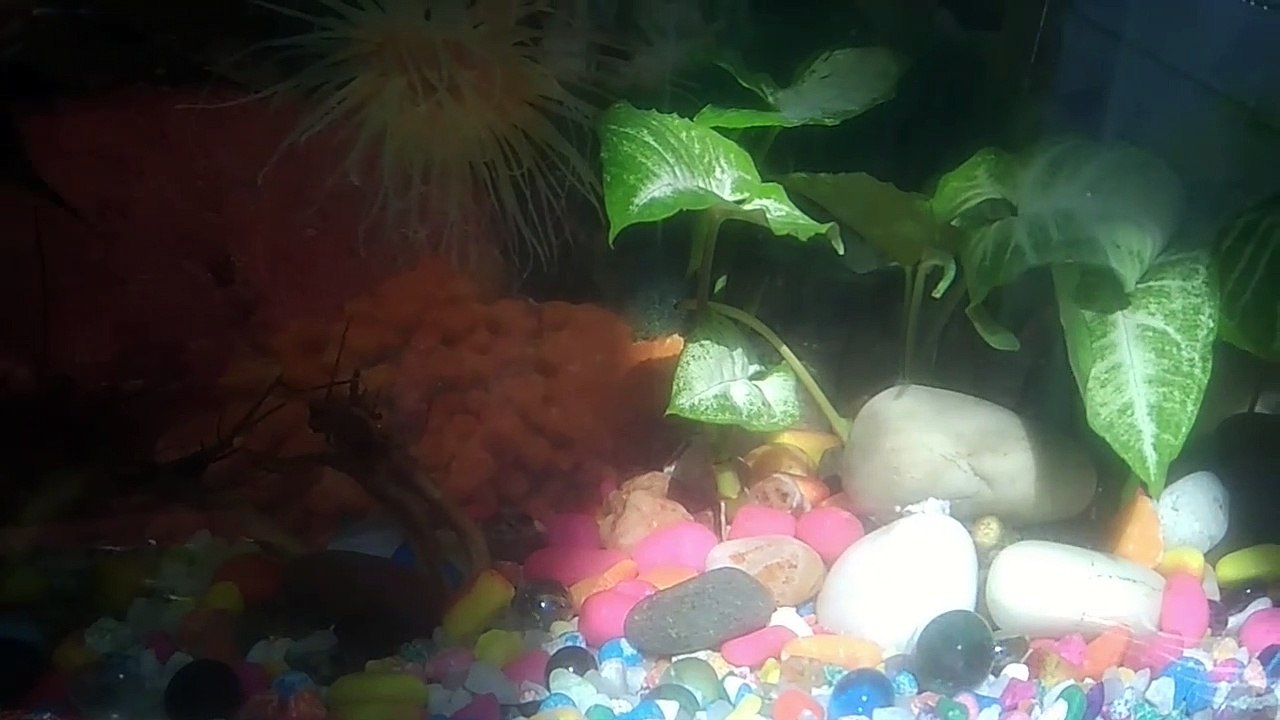 Feeding my goldfishes Mosquitoes