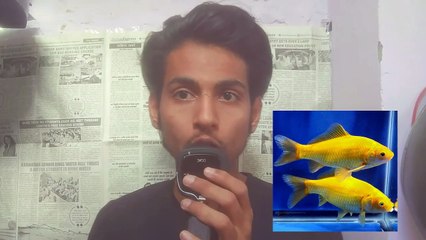 Some Facts And Confusions about goldfish • you might don't know