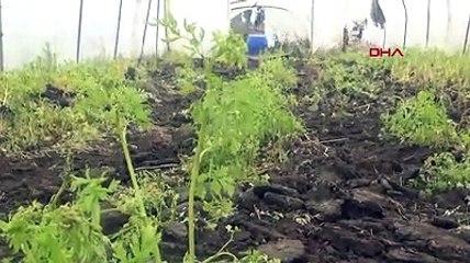 Maydanozla beslediği tavuk maydanoz desenli yumurta yumurtladı