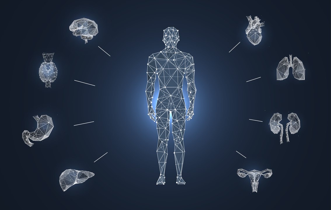 Así afecta el coronavirus SARS-CoV-2 a los órganos
