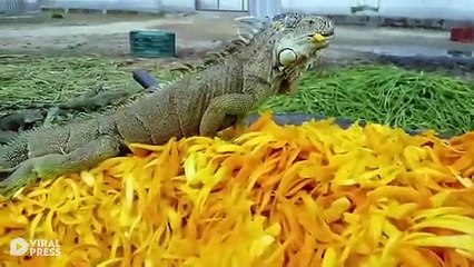 Il nourrit des milliers d'iguanes d'un coup !