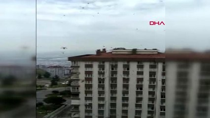 İzmir'de böcek istilası korkuttu