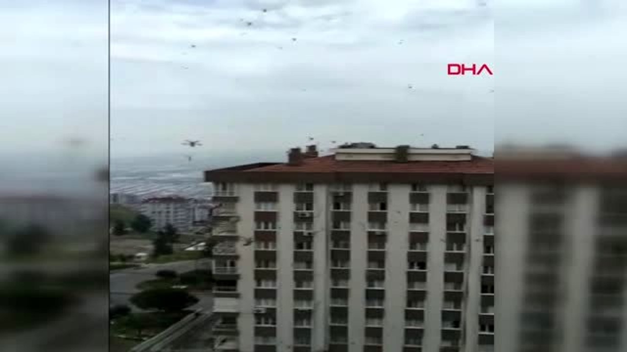 İzmir'de böcek istilası korkuttu