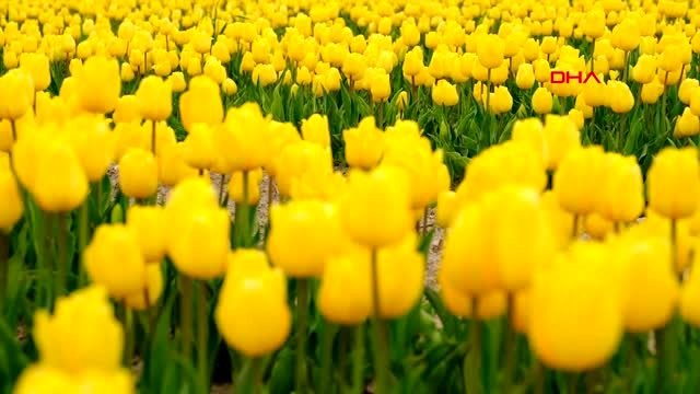 KONYA Yılda 50 bin ziyaretçi alan lale tarlasında koronavirüs sessizliği