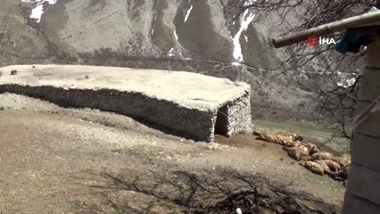 Ayının telef ettiği 50 koyun gömüldü