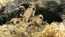 Boar Piglets  at ZSL Whipsnade Zoo