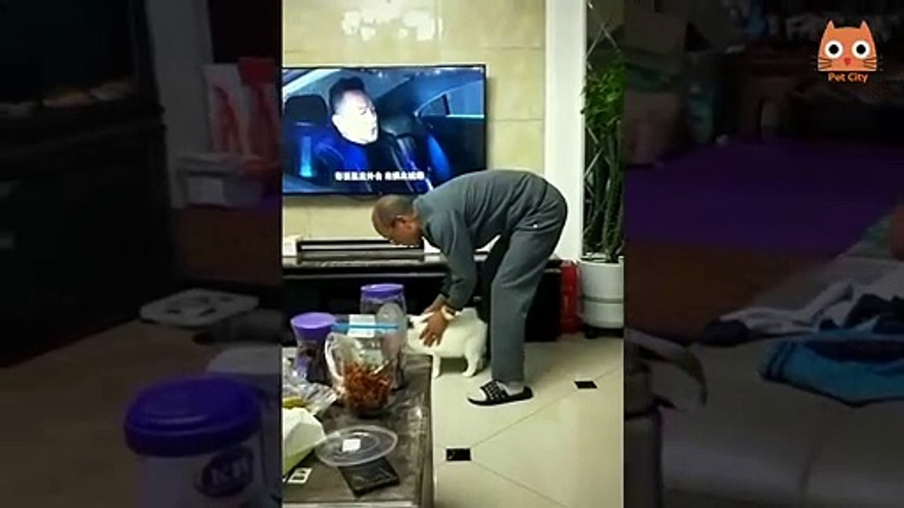Trate de no reírse - Videos divertidos de gatos y perros #21