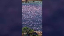 With Humans Staying At Home, Flamingos Are Having A Field Day In India