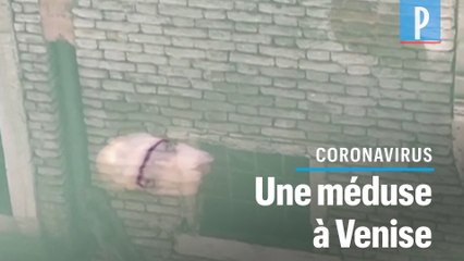« C'est maintenant possible de filmer la vie sous-marine au cœur de Venise »