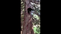 Black bear climbs a tree in Yosemite National Park