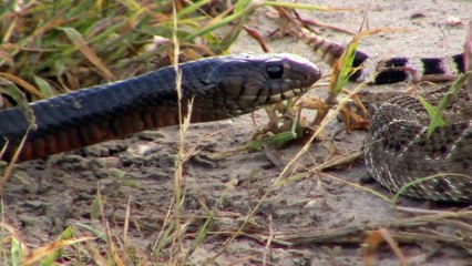 world's most dangerous animals | most dangerous animals