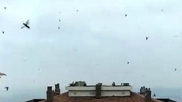 İzmir'de korkutan böcek istilası görüntüleri saniye saniye kameralara yansıdı