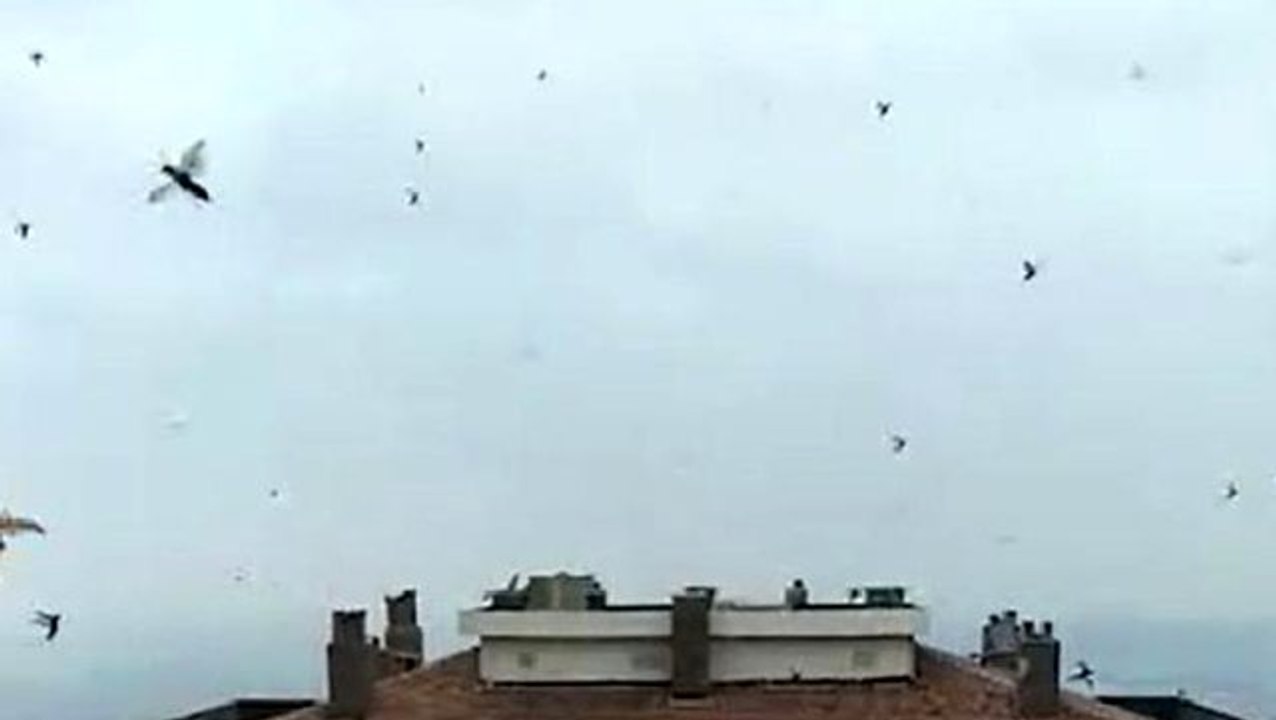 İzmir'de korkutan "böcek istilası" görüntüleri saniye saniye kameralara yansıdı