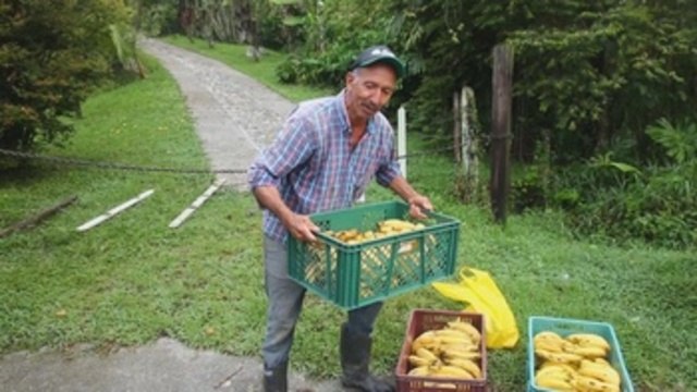 Campesinos recolectan sus cosechas para abastecer a Medellín