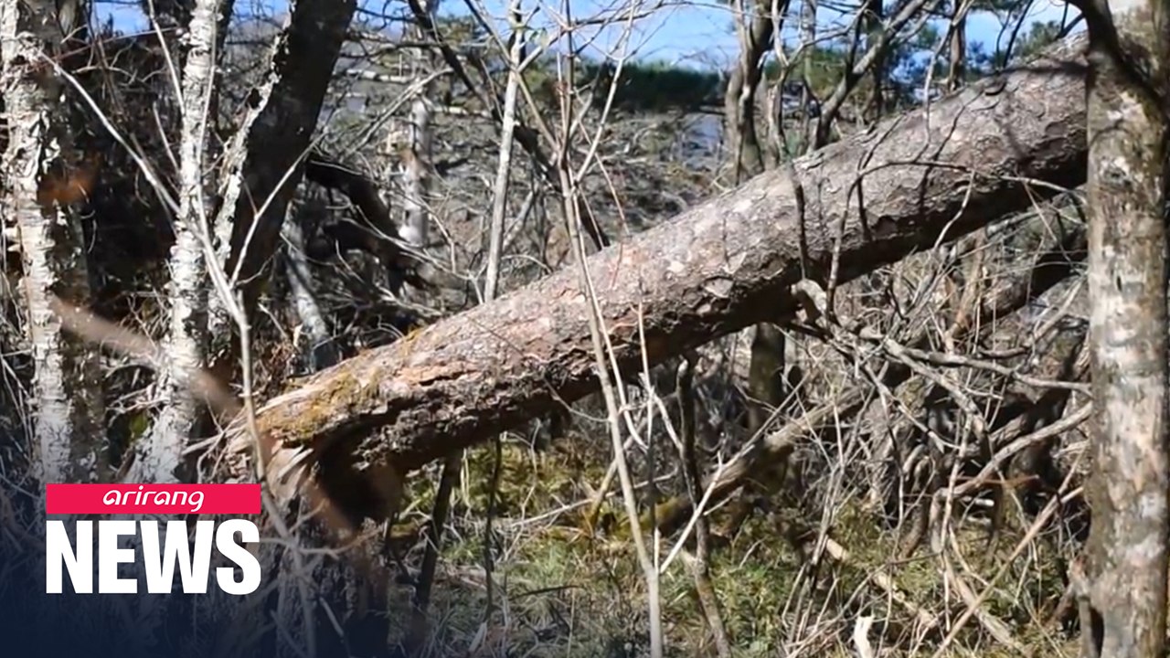 [Earth Day] How climate change has pulled Korean Spruce roots out of ground
