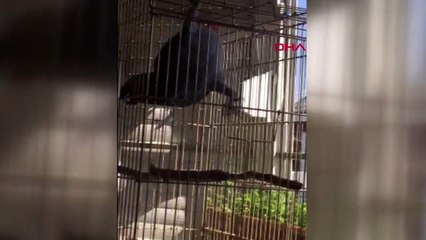 ANTALYA Papağandan 'Evde kal Türkiye' mesajı