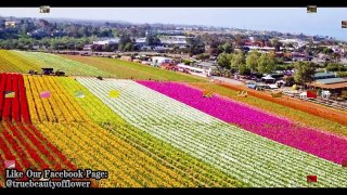 The Most Beautiful Flower's Field in the World(Part-2) I Amazing Flowers Garden