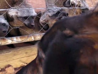 7 Bat Eared Foxes Growling at our Dog