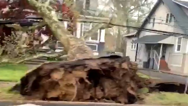 Trees uprooted in South Jersey