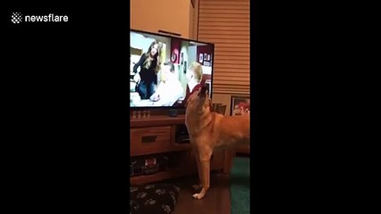 UK Saluki has strange rendition of 'Modern Family' theme song