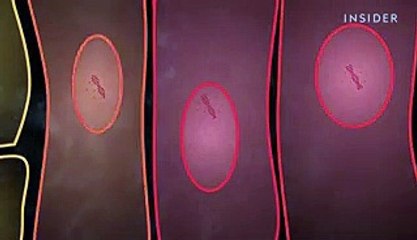How a virus like a coronavirus jumps from animals to people