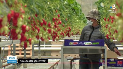 Plougastel : les ventes de fraises repartent à la hausse