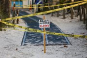 On Florida’s Empty Beaches, Nesting Sea Turtles are Thriving