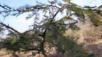 El Tepame Acacia pennatula Plantas y Arboles del Cerro