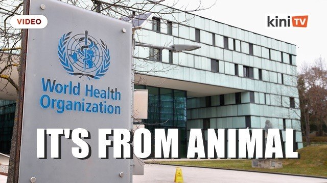 Coronavirus very likely of animal origin, no sign of lab manipulation: WHO