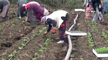 Tarım işçileri korona virüs gölgesinde mesai yapıyor