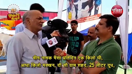 6 साल का 1300 किलो वजनी भैंसा, कीमत 15 करोड़