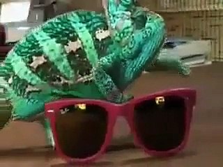 Color changing animal ,