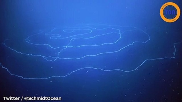 Insolite : voici le plus grand animal jamais observé filmé au large de l’Australie