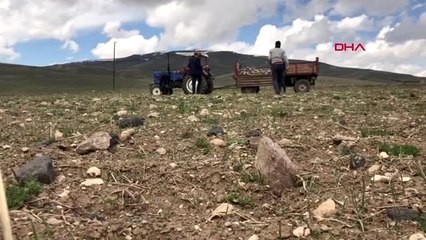KARS Tarladaki taşları elleriyle toplayan köylüler, makine istiyor