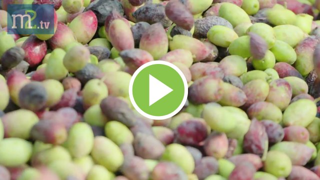 ✅Hueso de aceituna para calentar colegios en el paraíso del aceite de oliva| Merca2.es | 22.04.20