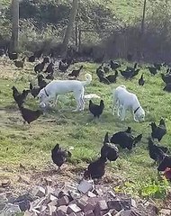 AKBAS COBAN KOPEGi YAVRULARI ve TAVUKLAR - AKBASH SHEPHERD PUPPiES and CHiCHKEN