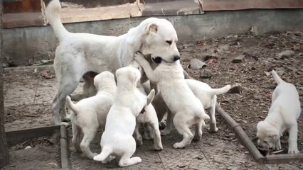 ALABAYLAR ve YAVRU KOPEKLER - ALABAi SHEPHERD DOG and ALABAi PUPPiES