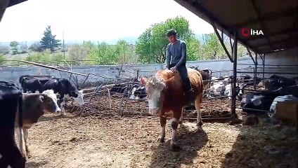 Karamanlı kovboy kamerada...Elleriyle büyüttüğü boğa ile rodeo yaptı