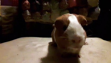 CAVIA PORCELLUS MONA 20190705_015900