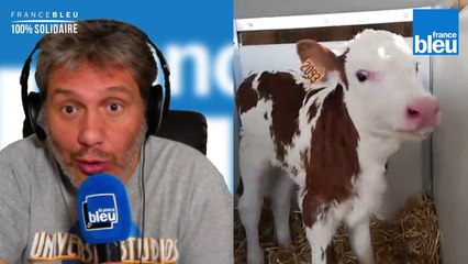 Du côté de chez Anna, agricultrice qui nous présente un petit veau