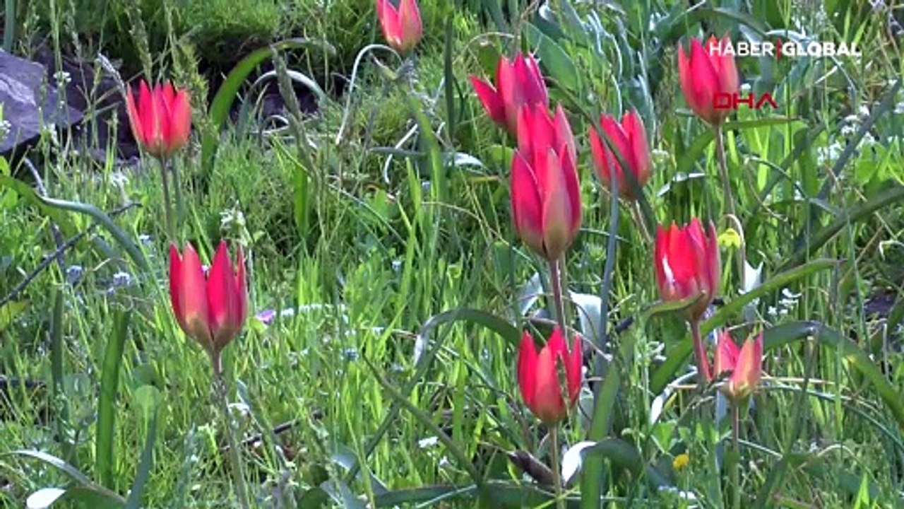 Manisa laleleri erken açtı, koparmanın cezası 73 bin lira