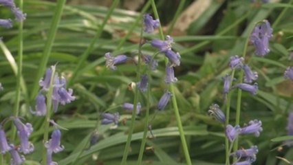 Los jacintos del bosque de Halle se quedan sin visitantes por el COVID-19