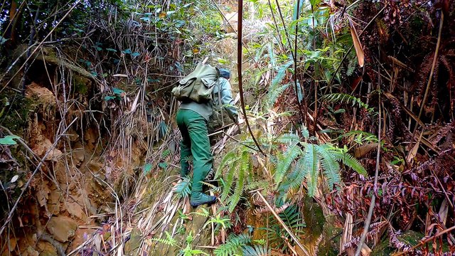 Bushcraft in forest Ep 1 | Find Bamboo Shoots In Dangerous Forests