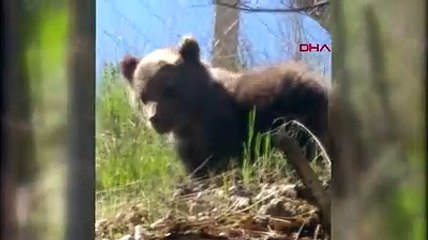 Ankara'da çiftçinin bulduğu yavru ayı, Bursa'ya götürüldü