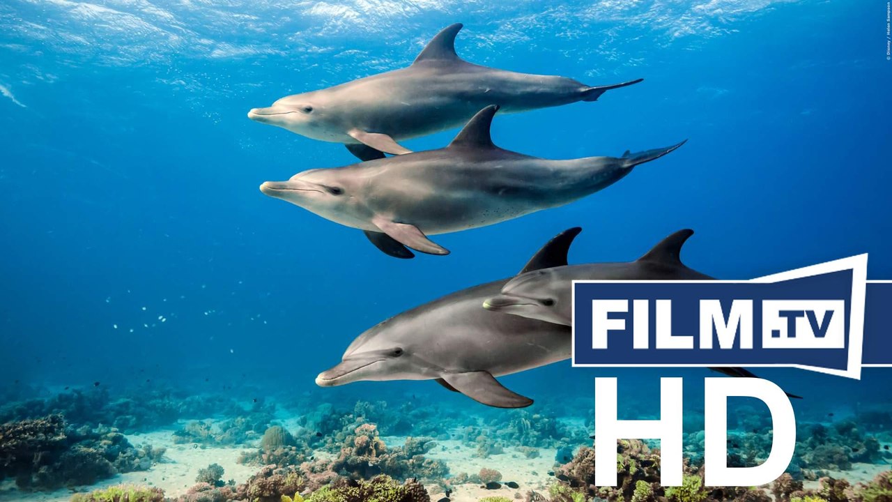 Delfine Trailer Deutsch German (2018)