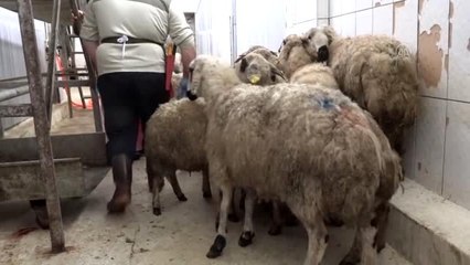 Şarkışla'da koronavirüsün son bulması için kurban kesildi